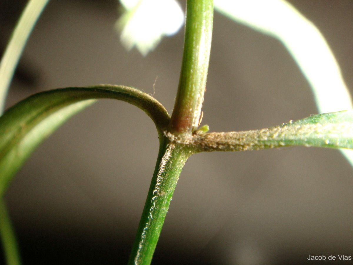 Rungia longifolia Nees